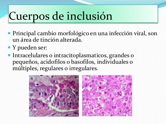 efecto citopatico de los virus